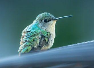 un colibri