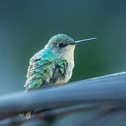 un colibri